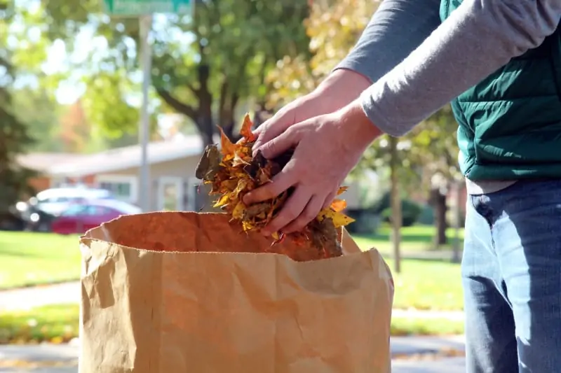 Image of a person's hands cleaning up fall leaves