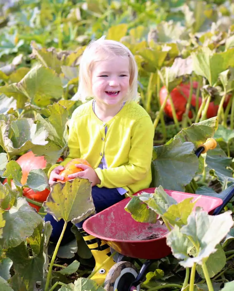 Little girl in a pumpkin patch
