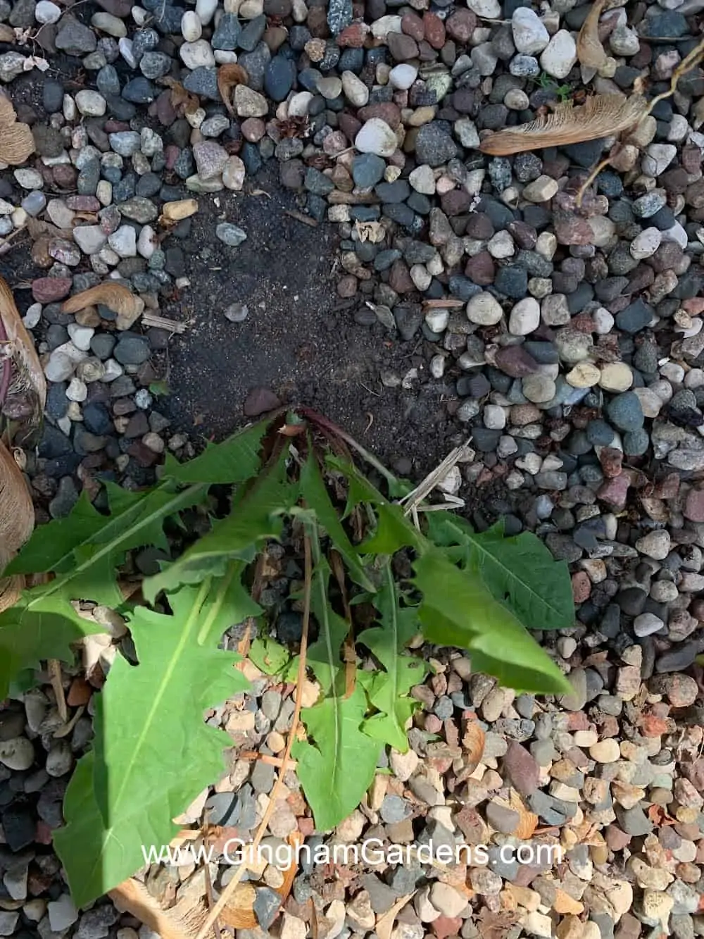 Dandelion in a gravel path growing through landscape fabric