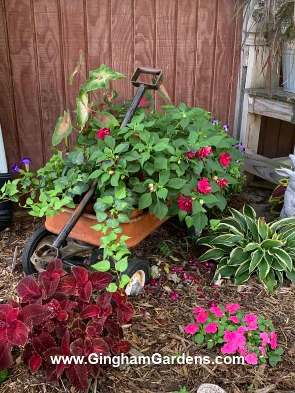 Rusty wagon with plants in it in a garden.