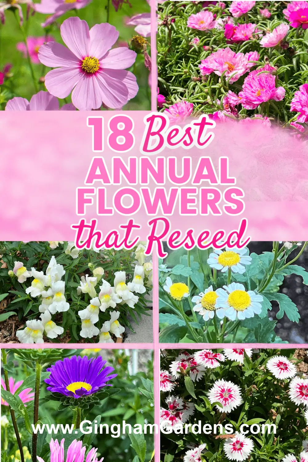 Images of pretty flowers with text overlay - 18 Best Annual Flowers that Reseed