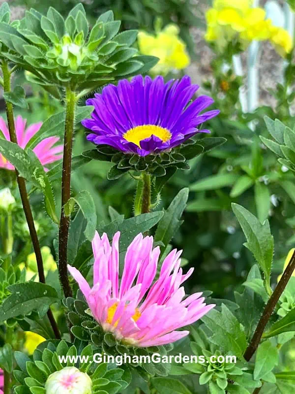 Purple and pink asters