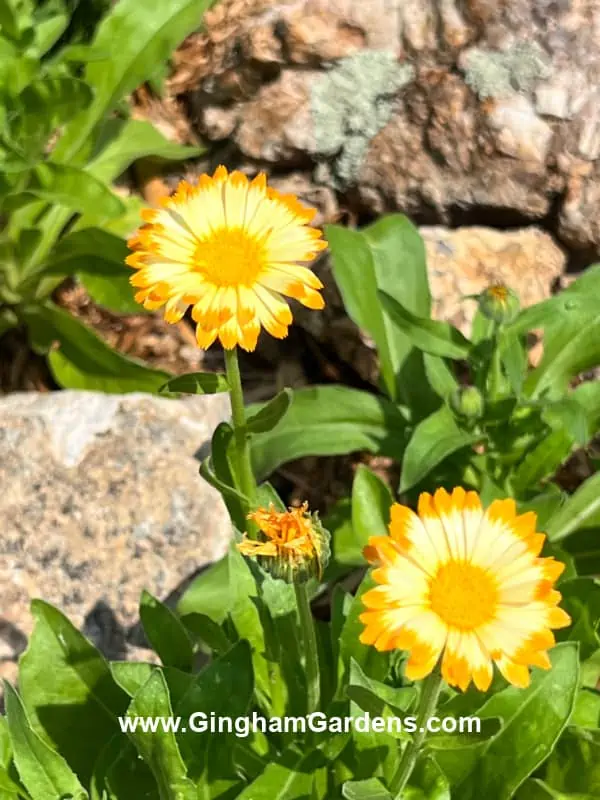 Calendula flowers - Annual flowers that reseed