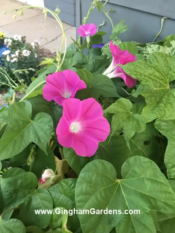 Bright pink morning glory flowers