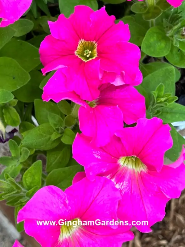 Pink Petunias