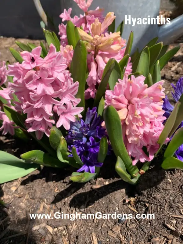 Hyacinth Flowers - Fragrant Perennials