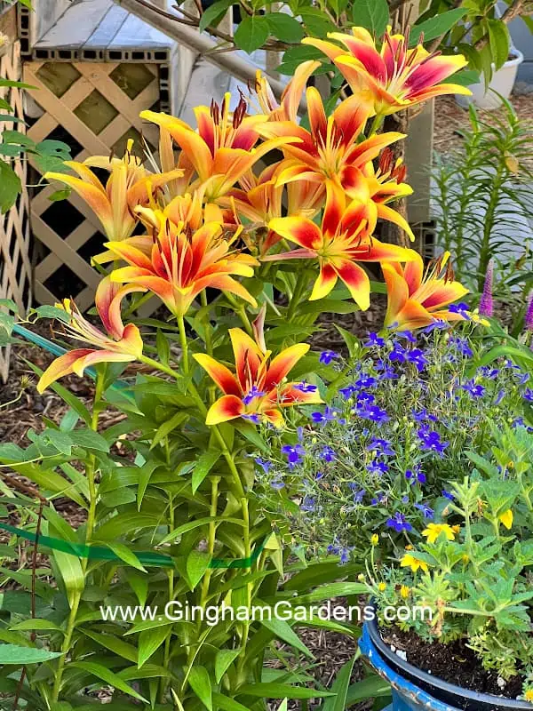 colorful lilies in a flower garden