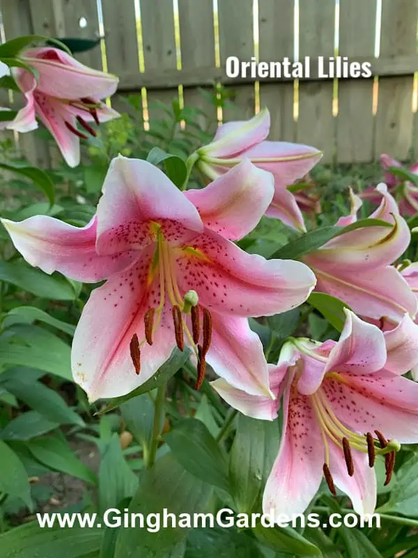 Oriental Lilies - Perennials That Smell Amazing