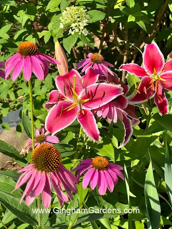 Pink Oriental Lilies and Coneflowers