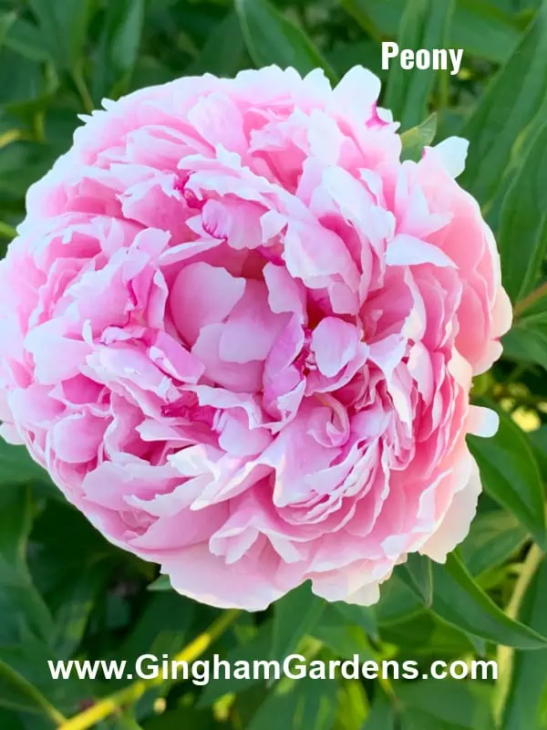 Peony Flower - Perennials That Smell Amazing