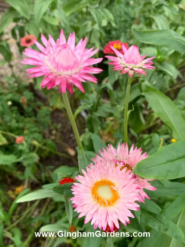 Pink Strawflowers - Annual Flowers that Reseed