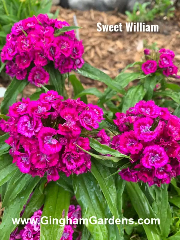 Sweet William Flowers - Fragrant Perennials