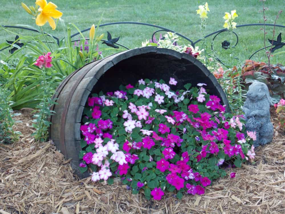 Whiskey barrel planter on its side with impatiens spilling out of it.