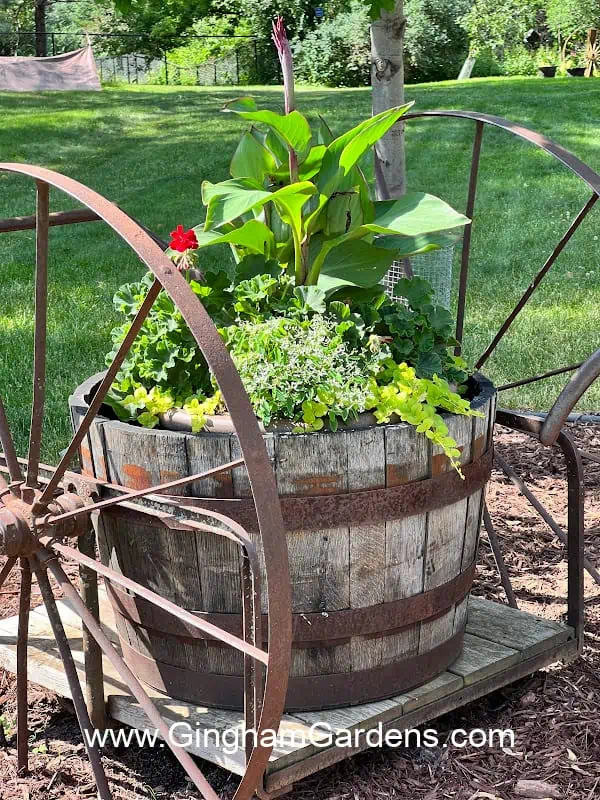Whiskey barrel planter on an antique milk cart