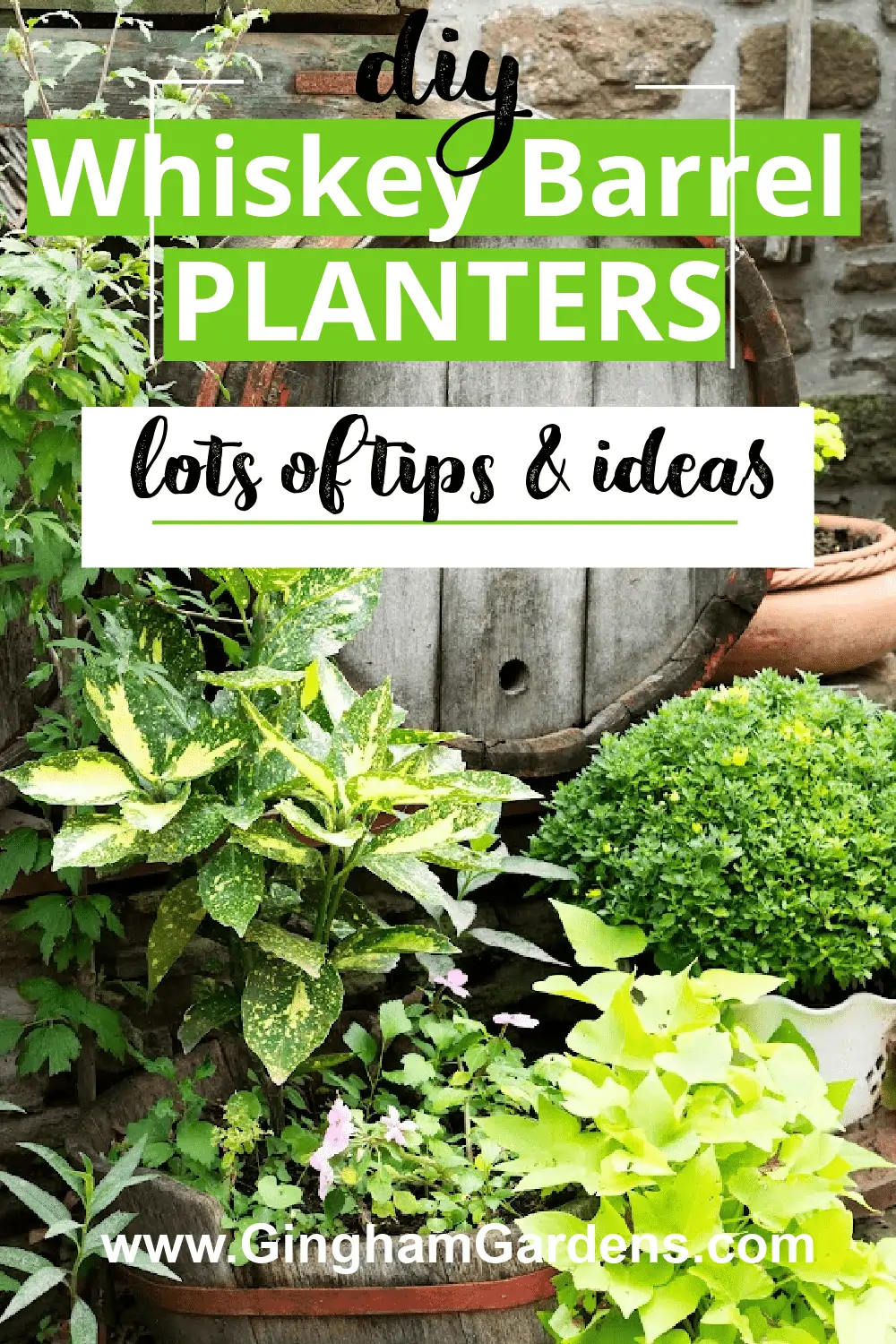 Image of whiskey barrel and plants with text overlay Whiskey Barrel Planters lots of tips and ideas