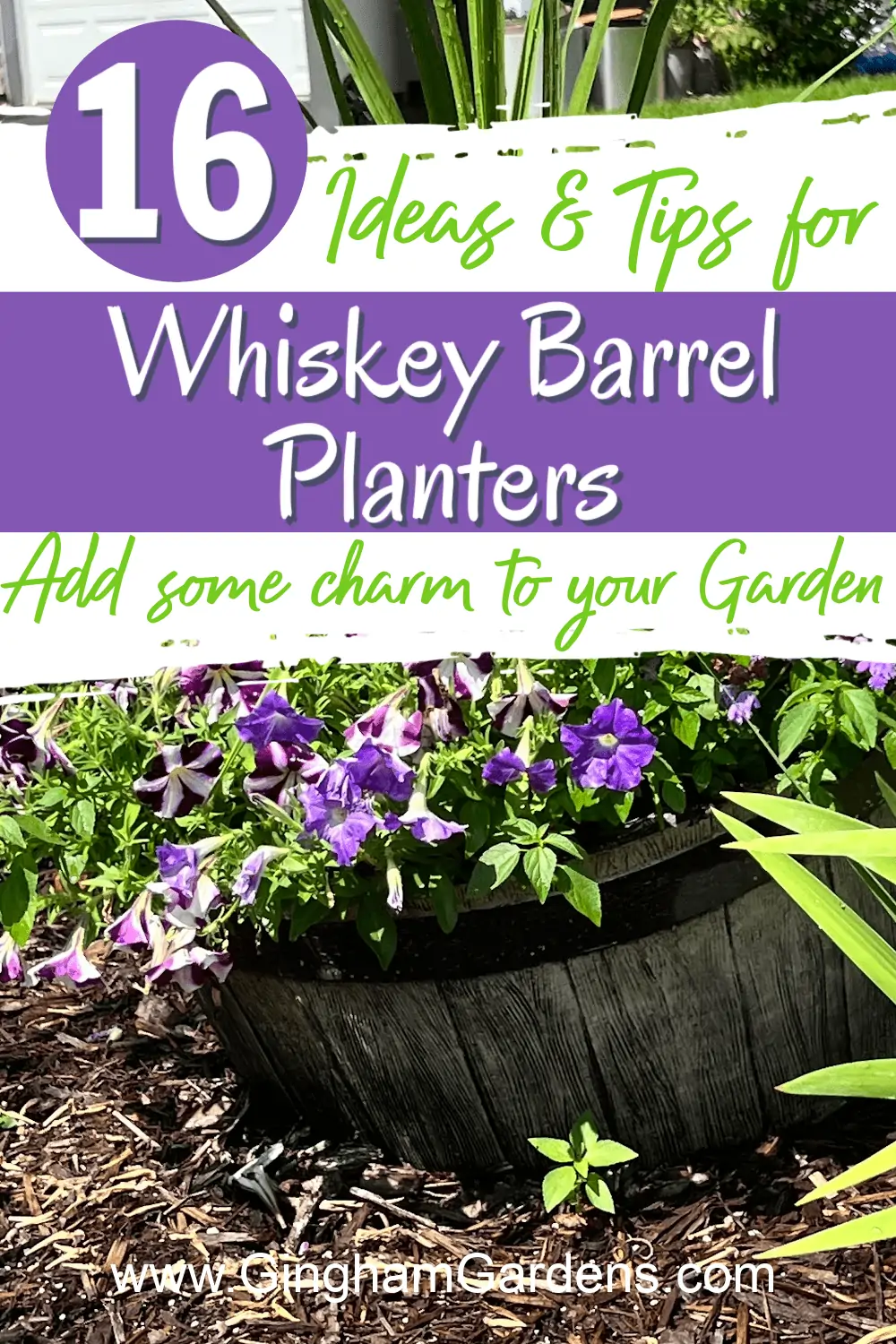 Image of a Whiskey Barrel Planter with text overlay - 16 ideas and tips for Whiskey Barrel Planters