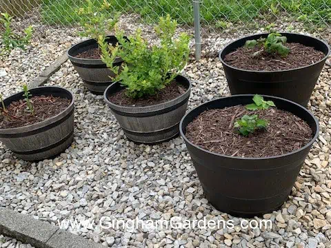 herb garden in half barrel planters