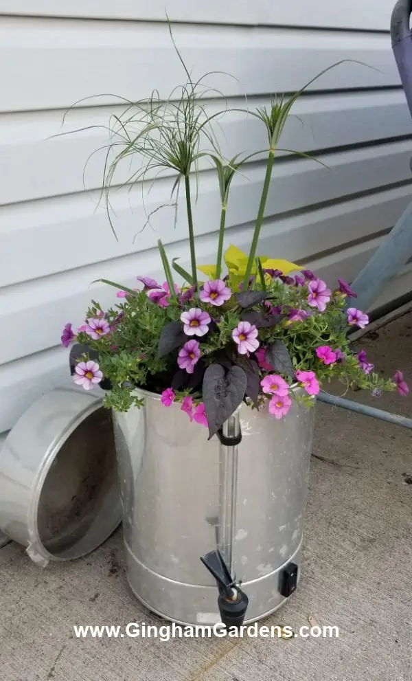 Coffee maker used as a flower pot.