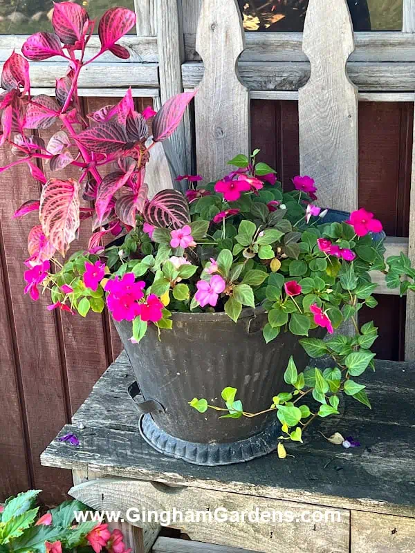 Old coal bucket used as a flower planter.