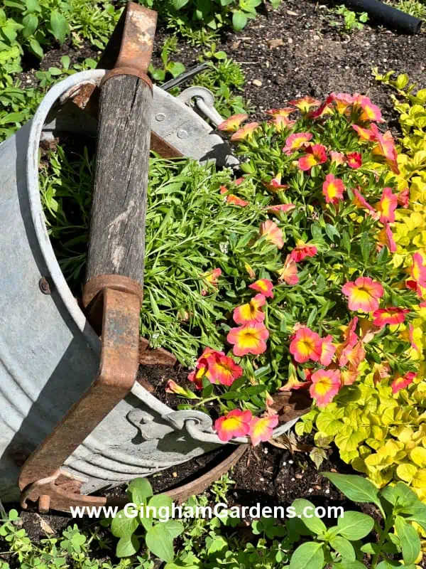 An old mop bucket used as a unique flower planter.