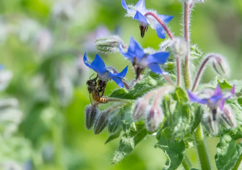 Bee on a borage flower