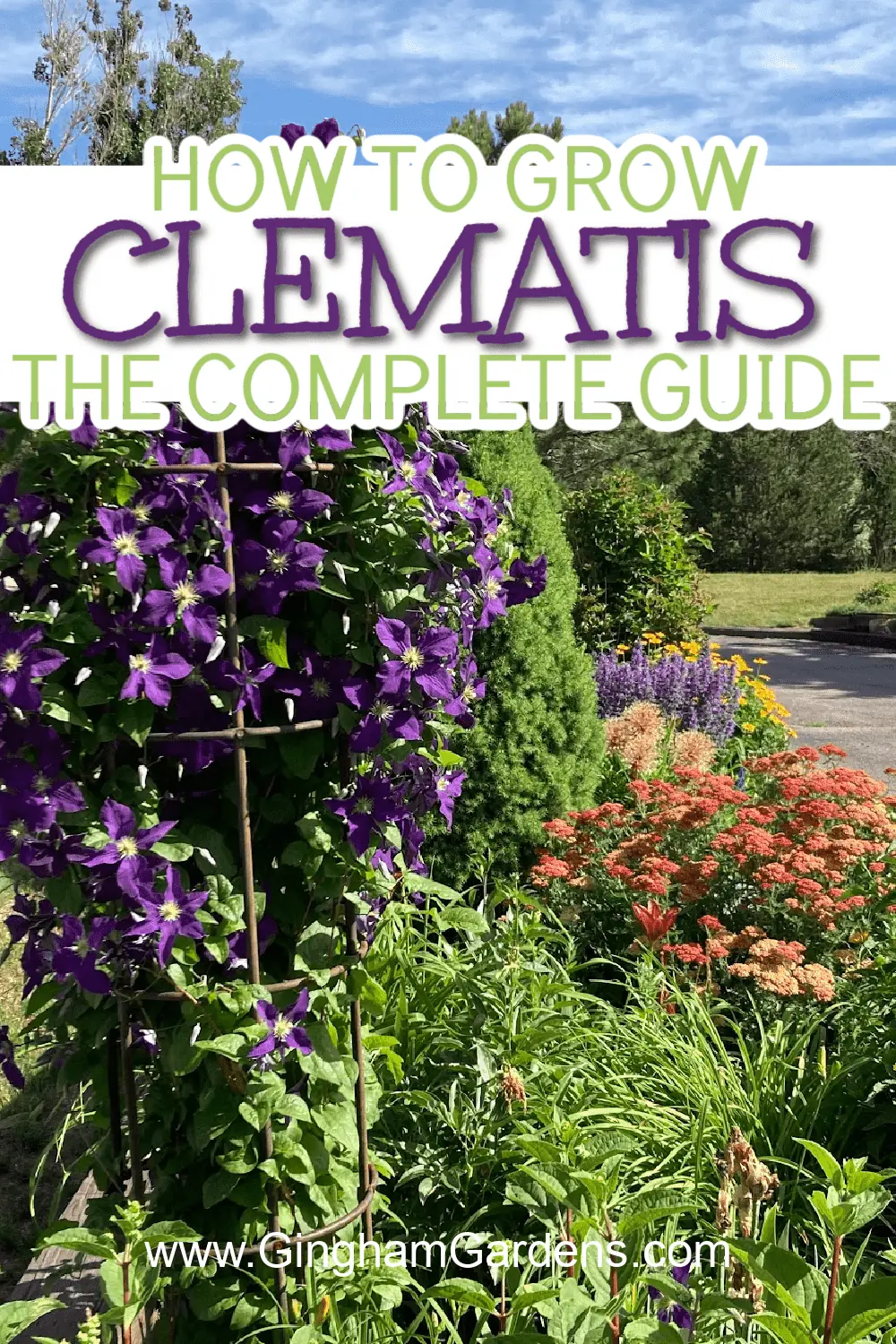 Image of a purple clematis vine in a flower garden with text overlay How to Grow Clematis the complete guide