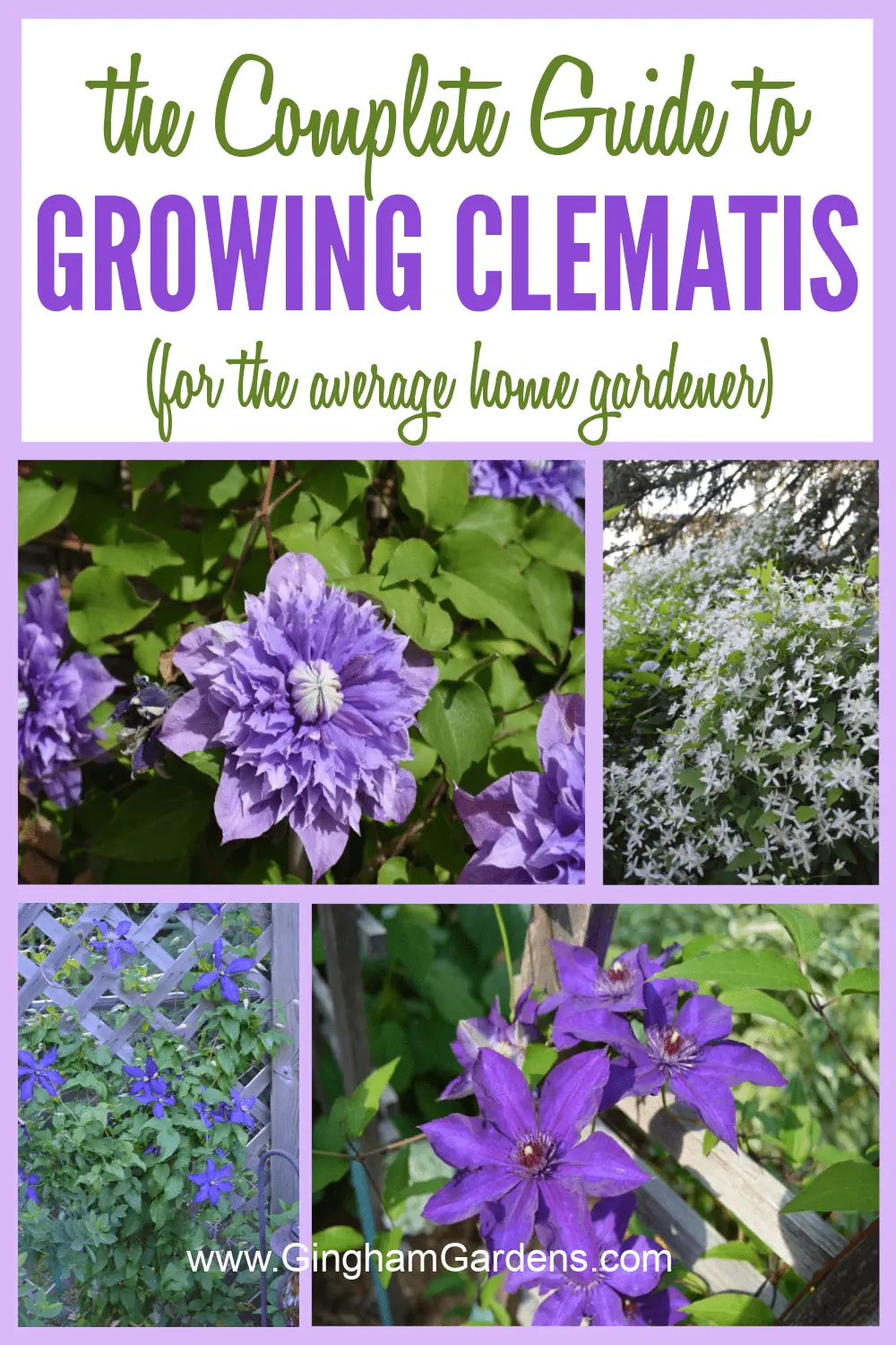 Images of clematis flowers with text overlay - growing clematis for the average home gardener