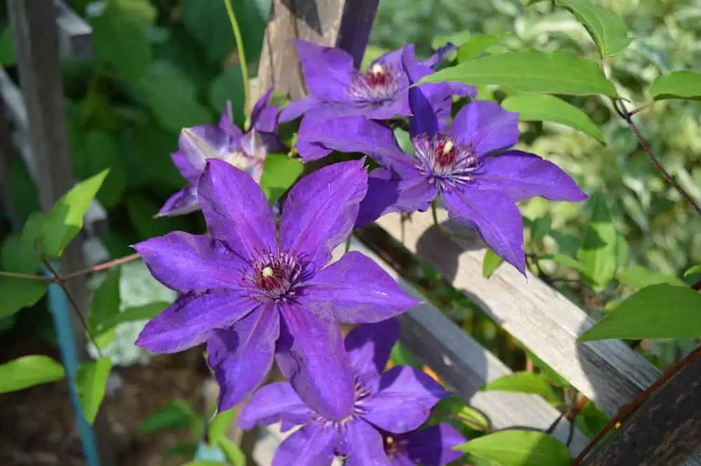 Growing Clematis (the Complete Guide)