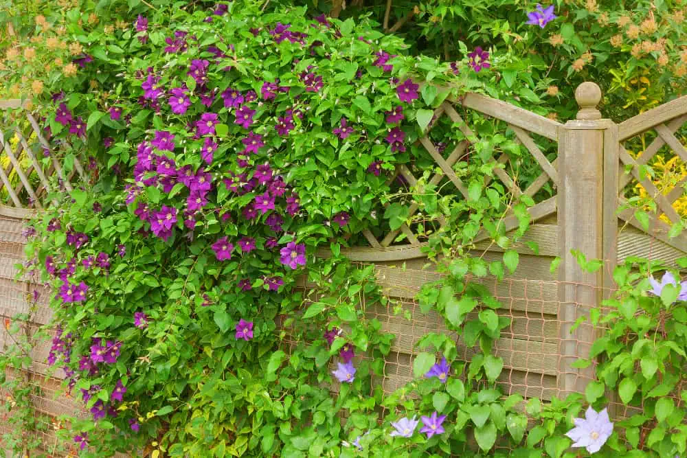 Clematis vines growing on a fence.