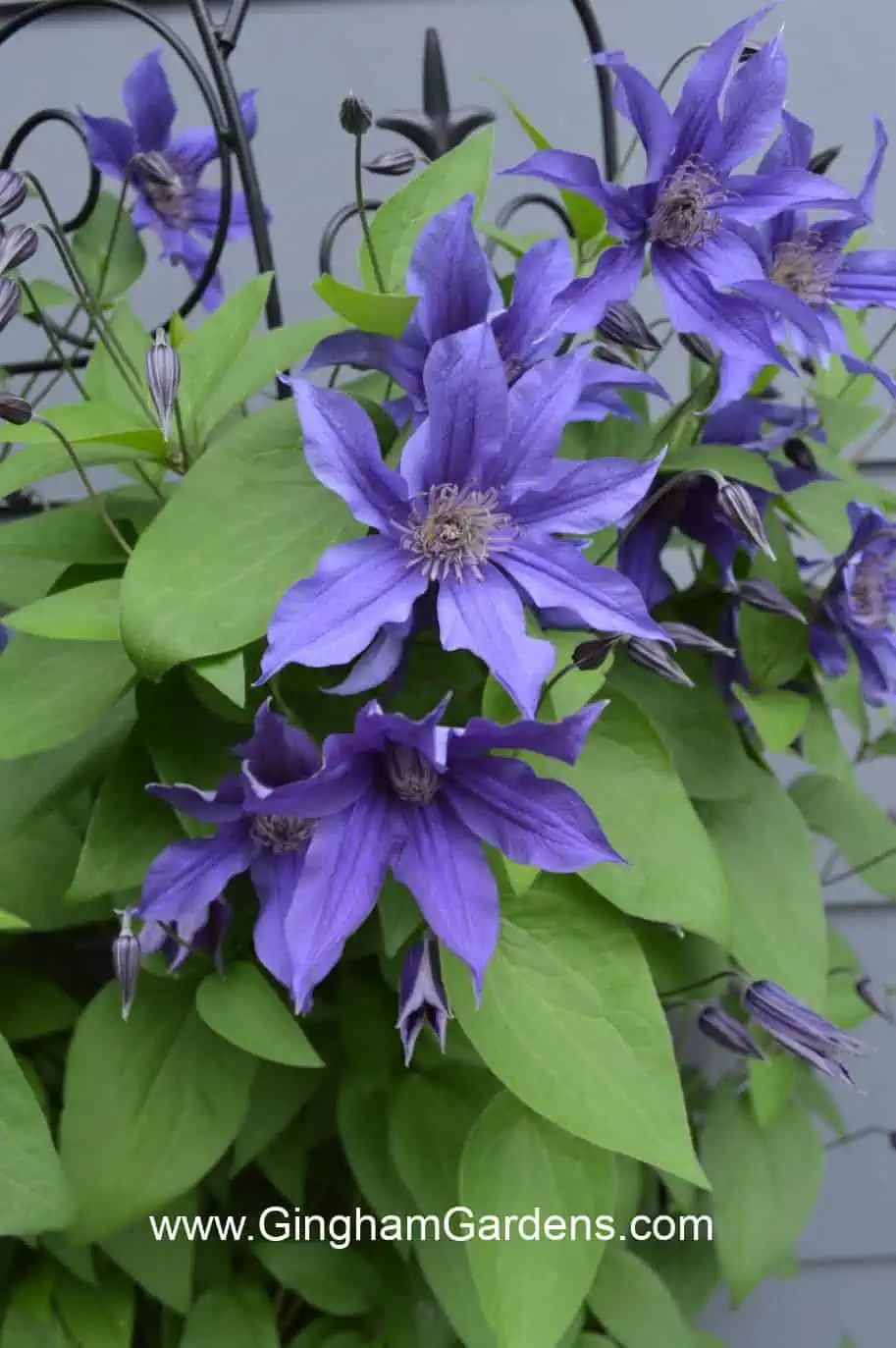 Violet blue clematis flowers (Sapphire Indigo)