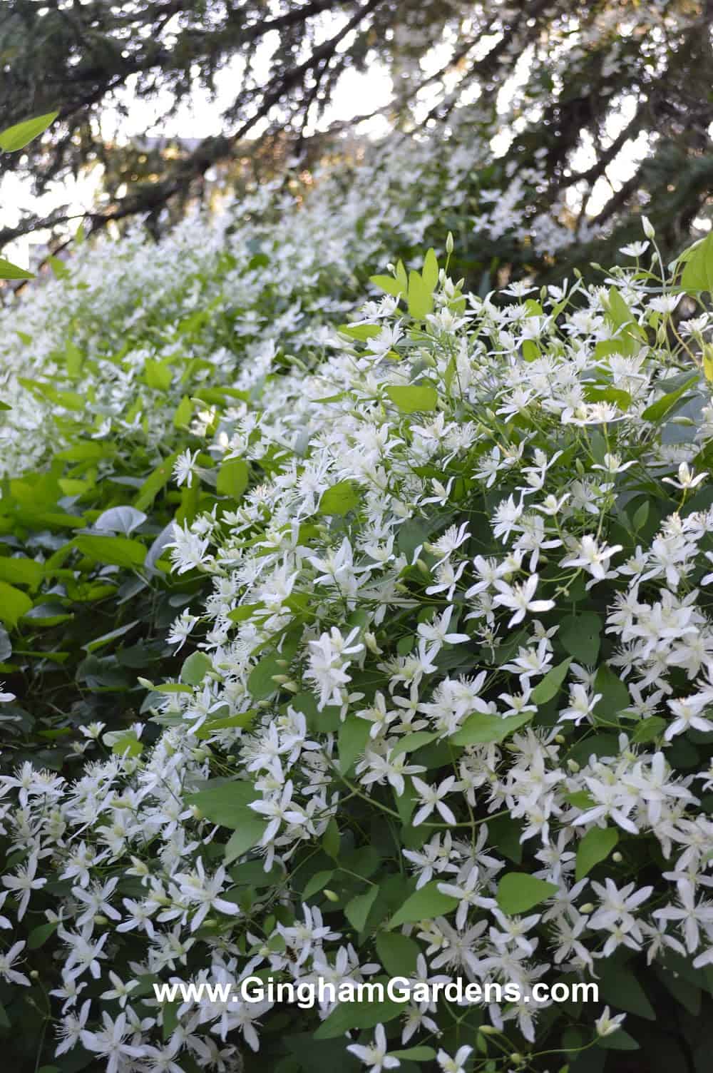 Sweet Autumn Clematis with small white flowers