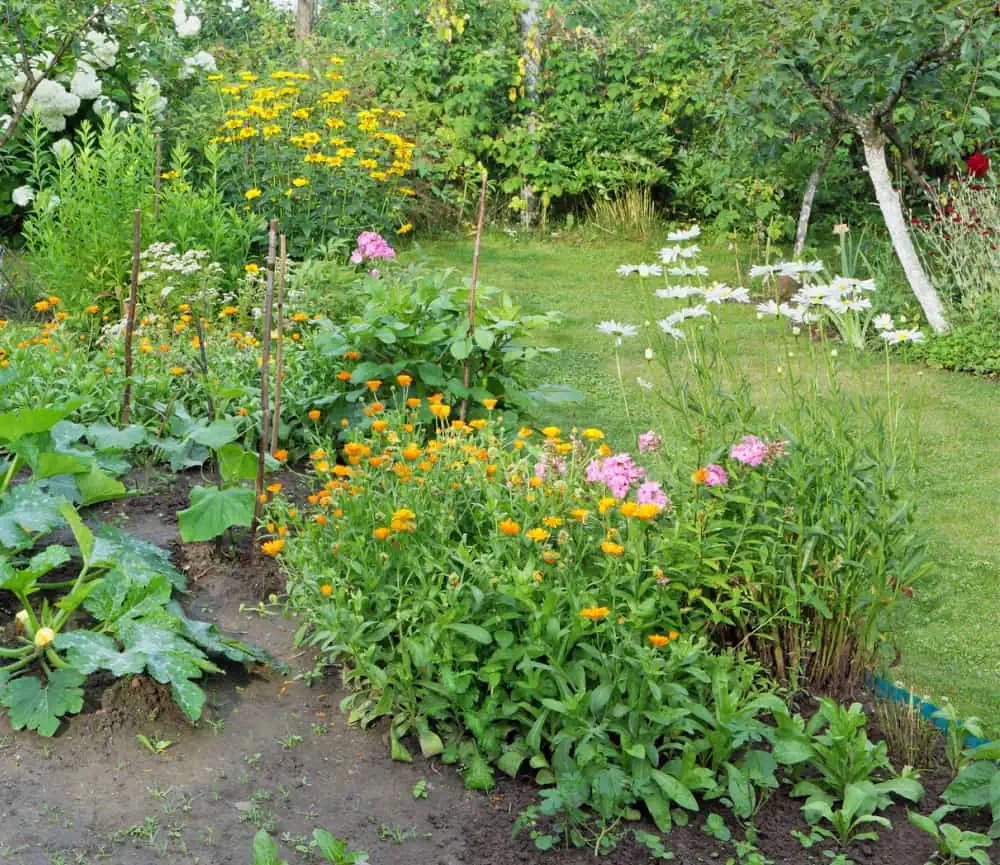 Flowers and vegetables growing in a garden