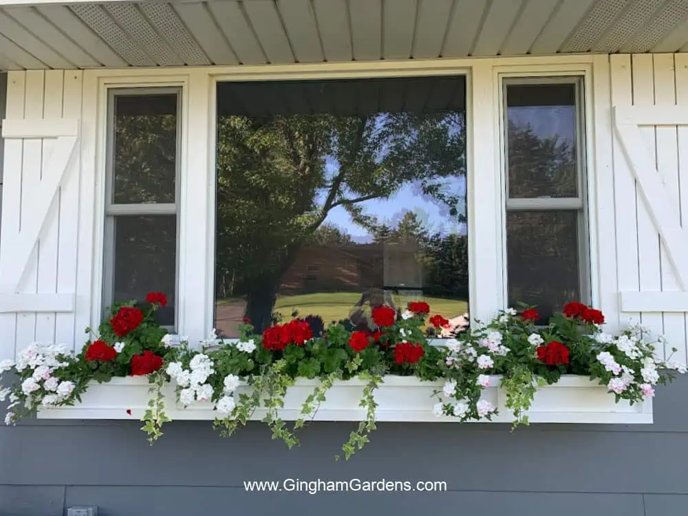 A window box on a gray house with red geraniums, trailing white verbena and ivy.