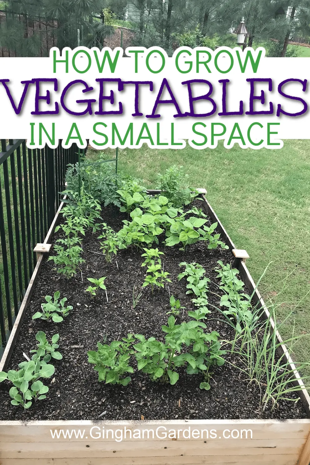 Easy-to-Grow Vegetables in Grow Bags: Perfect for Small Spaces – UrbanMali