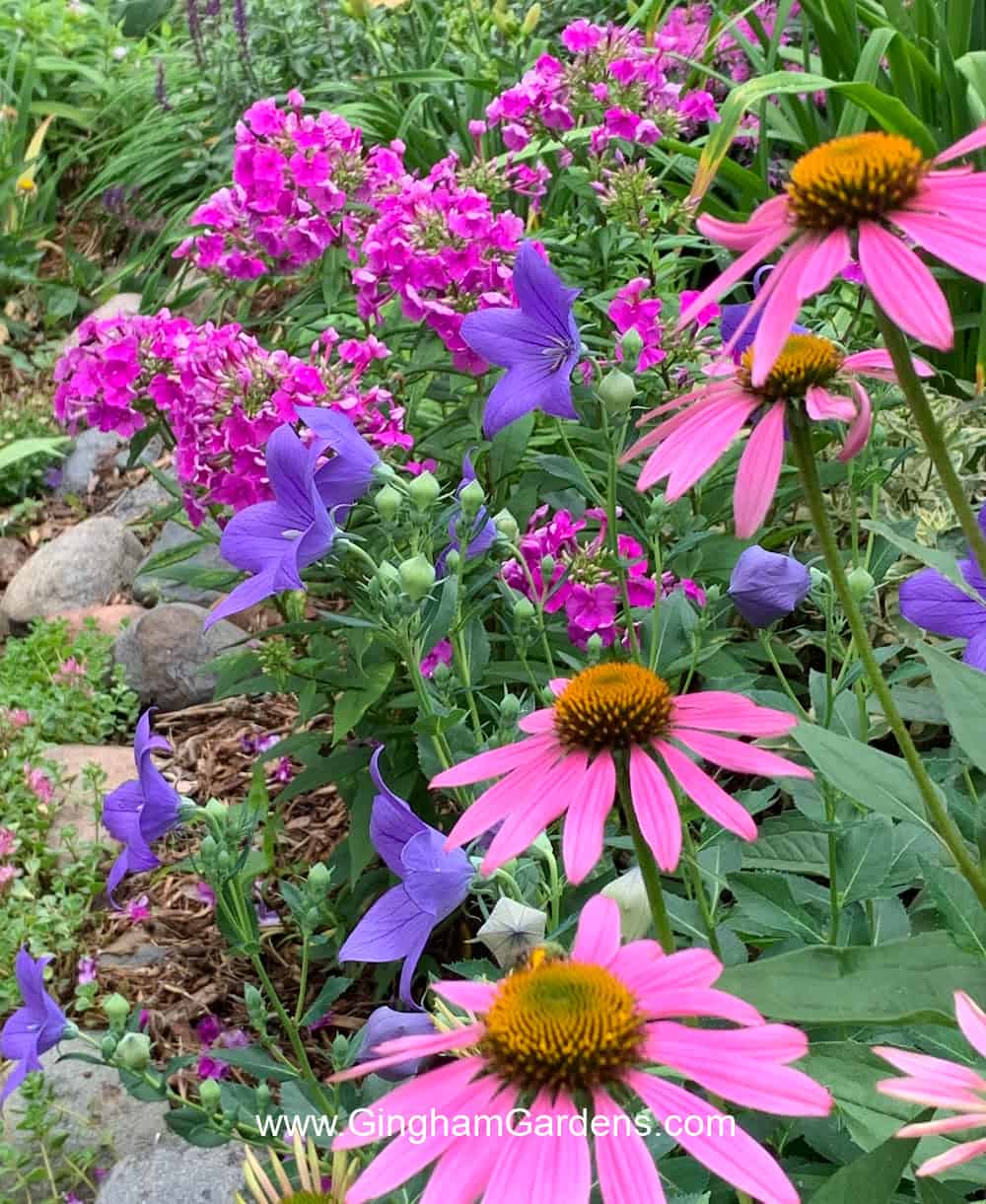 Coneflower, phlox and balloon flower in a flower garden demonstrating color combinations in a flower garden.