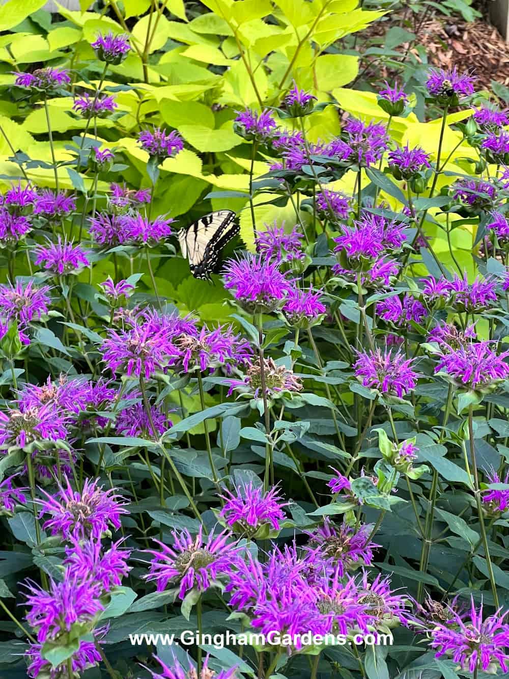 Magenta colored bee balm and chartreuse aralia in a flower garden.