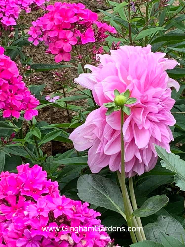 Pink dahlia with bright pink phlox in a flower garden to demonstrate color combinations in a flower garden.