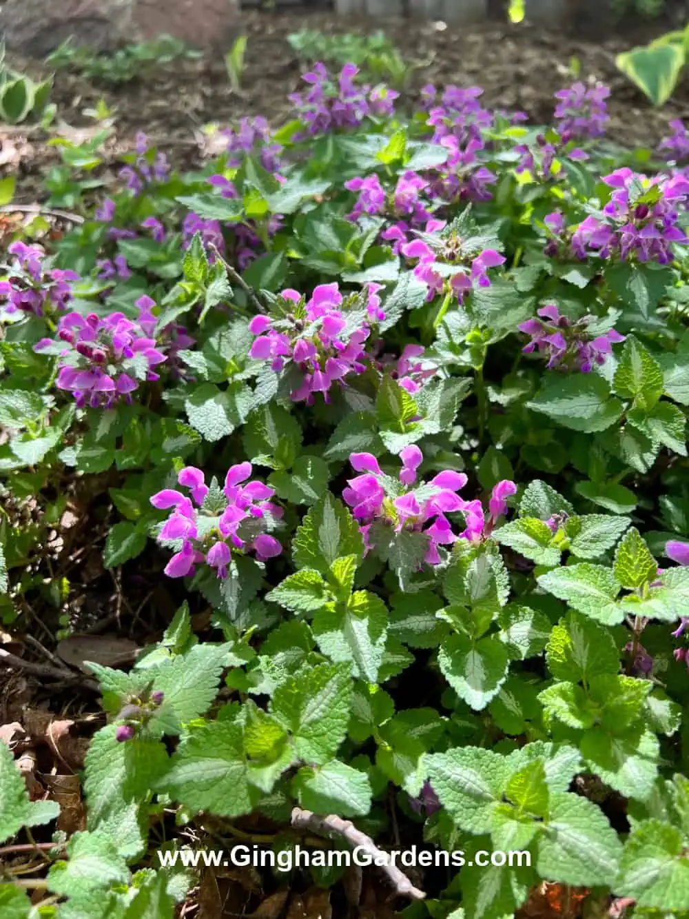 Lamium groundcover with violet flowers