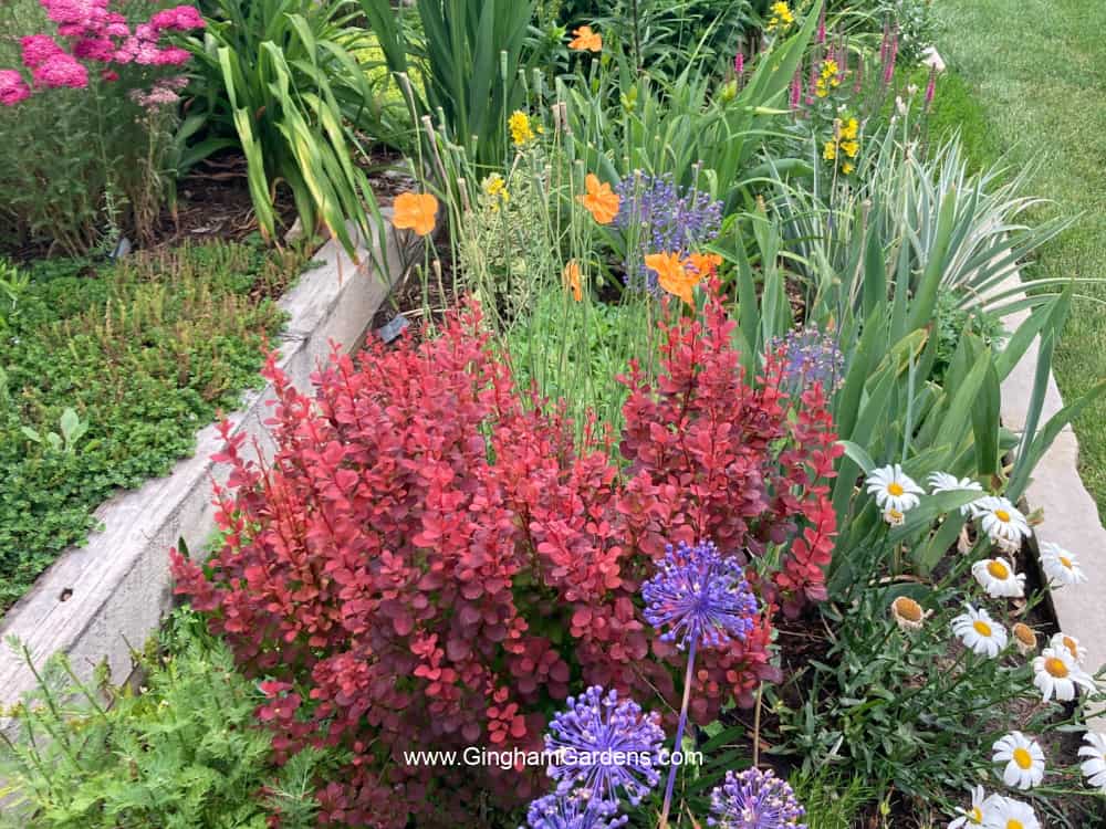 Colorful flower garden with a barberry bush.