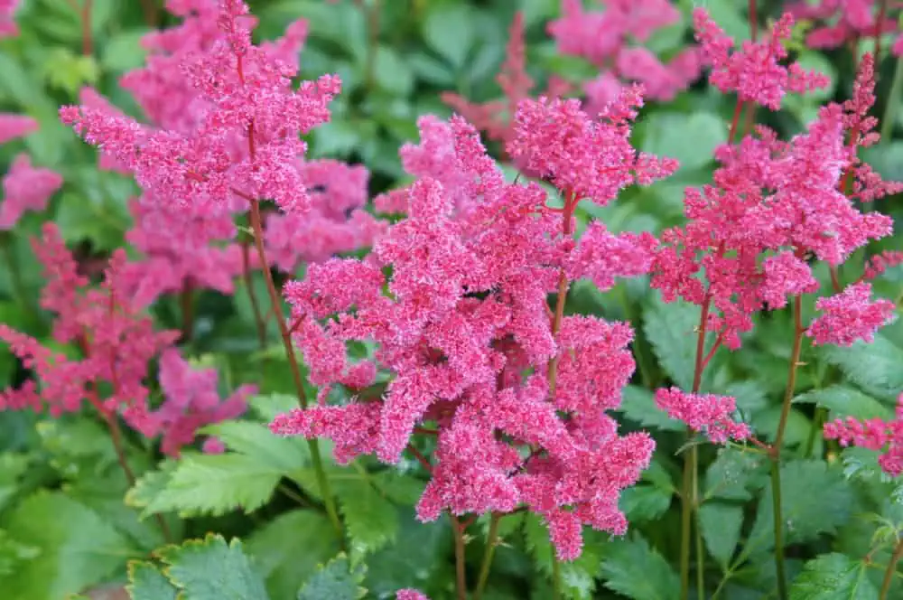 Magenta-colored astilbe, a perennial with beautiful foliage