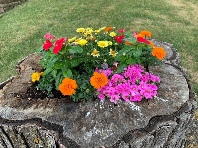 Tree stump planter with colorful flowers.