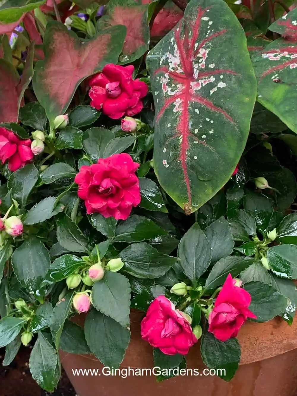 Bright magenta colored double impatiens and caladium plants in a shade container planting.