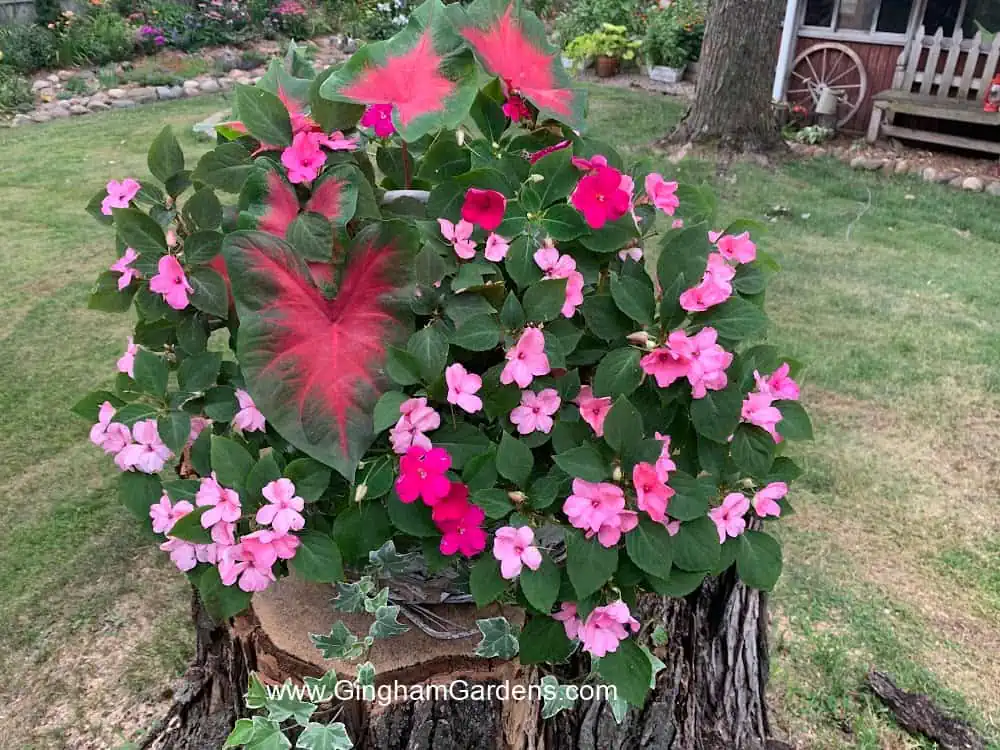 Beautiful planter with caladium and impatiens for a shade garden.