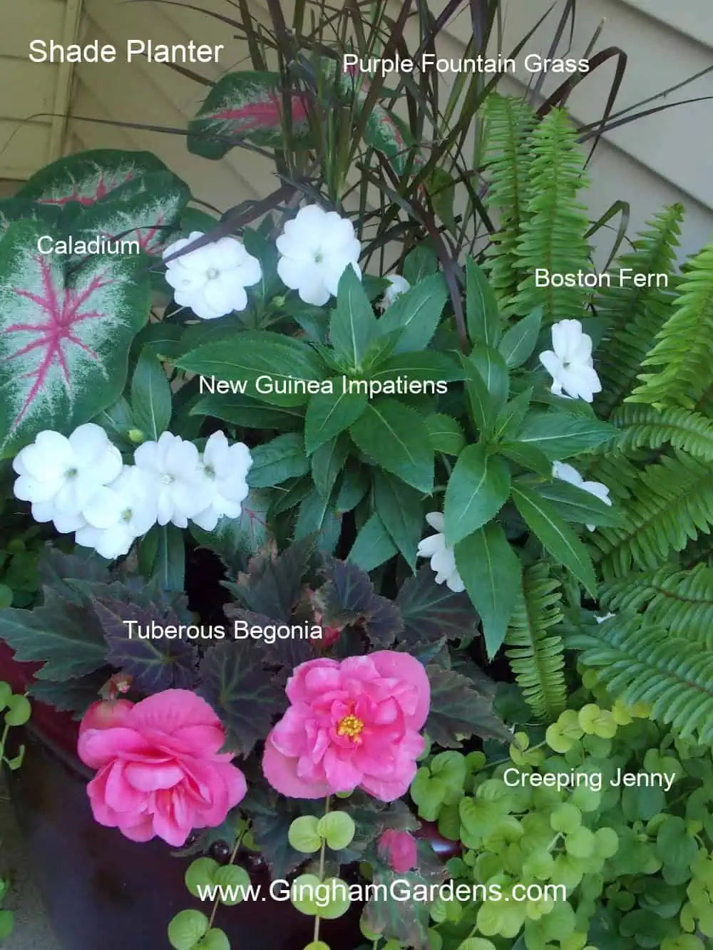 Shade container with purple fountain grass, caladium, white new guinea impatiens, pink begonia, boston fern and creeping jenny