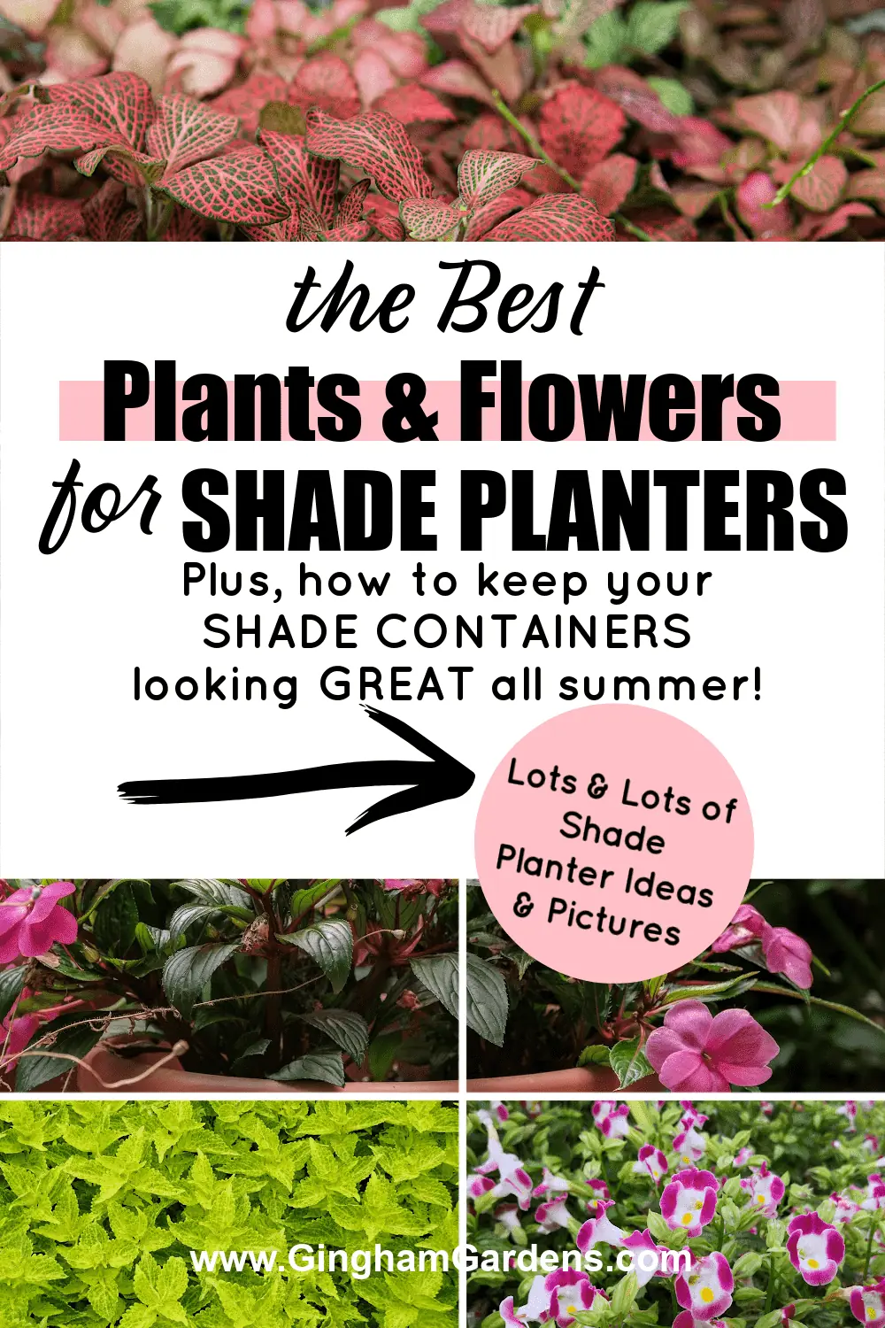Collage of images featuring shade plants and flowers with text overlay - the Best Plants & Flowers for Shade Planters