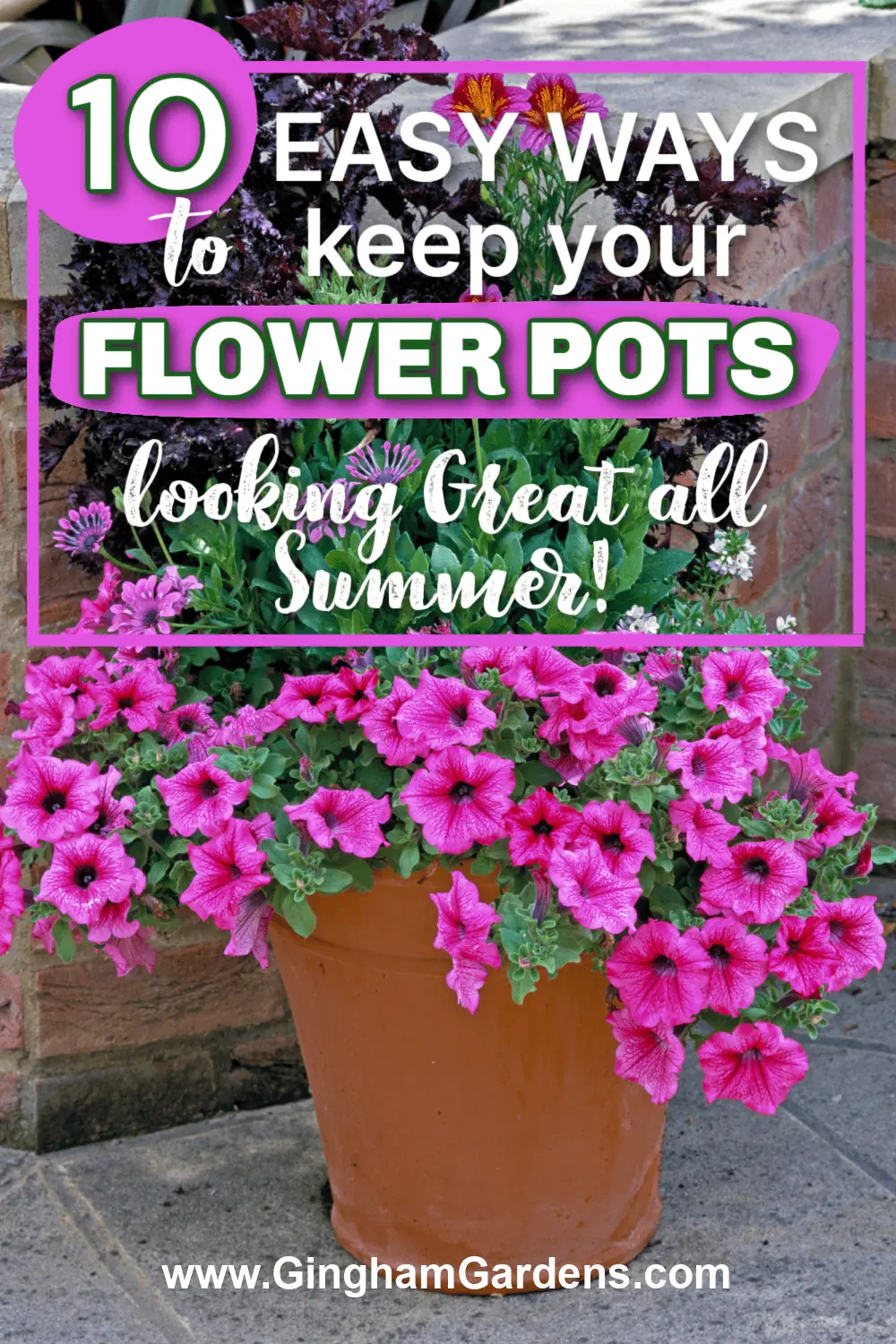 Colorful magenta colored petunias in a flower pot with text overlay - 10 ways to keep your flower pots looking great all summer!