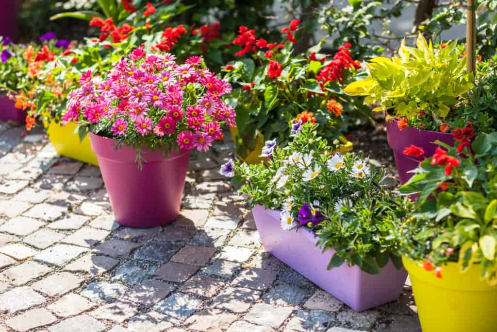 Colorful flower container gardens.
