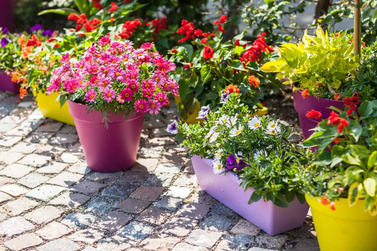 Tips for Beautiful Container Gardens All Summer Long