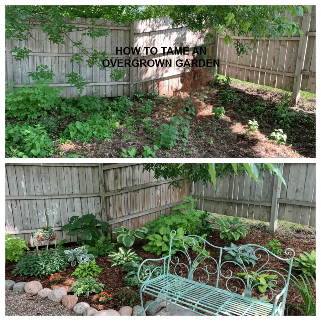Top image is a before picture of an overgrown garden. Bottom image is a picture of after the garden had been tamed.