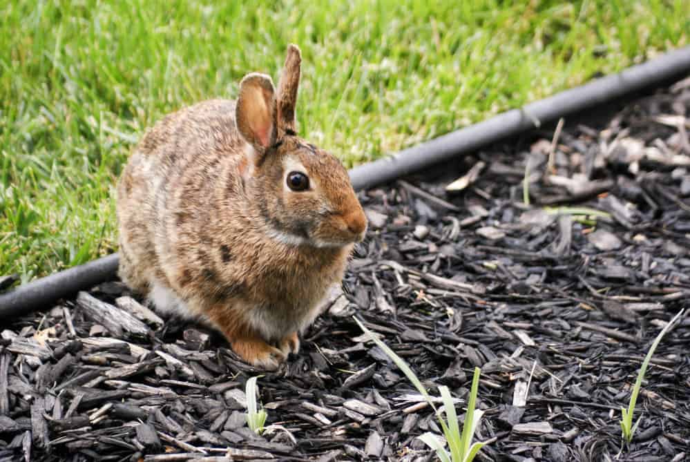 Rabbit in a garden